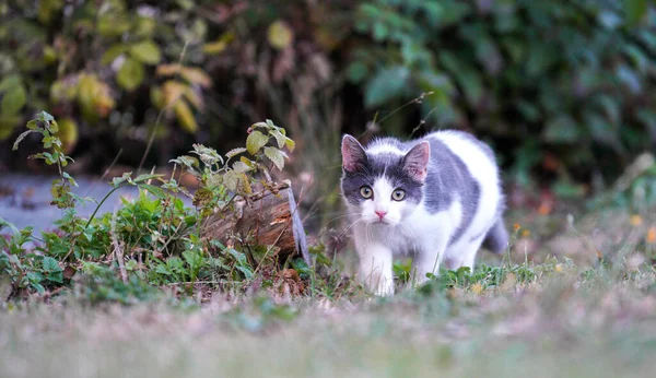 Bahçedeki Sevimli Bir Kedi Yavrusu — Stok fotoğraf