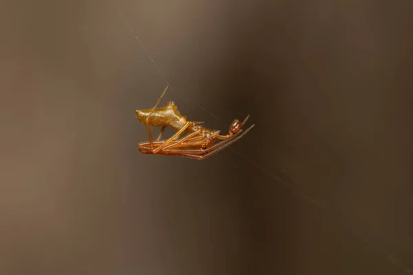 Een Close Van Een Insect Met Wazige Achtergrond — Stockfoto