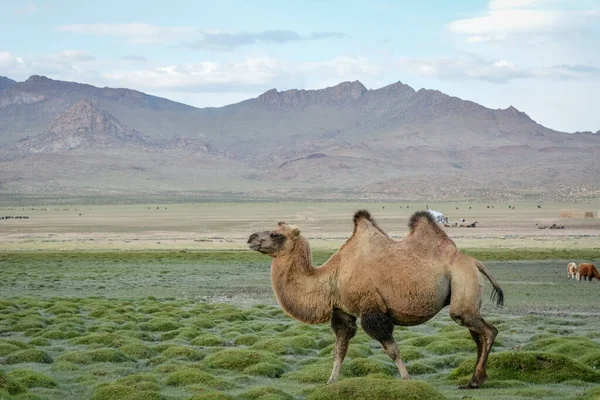 Cammelli Mongoli Battuti Dirigono Verso Casa Nella Parte Occidentale Della — Foto Stock