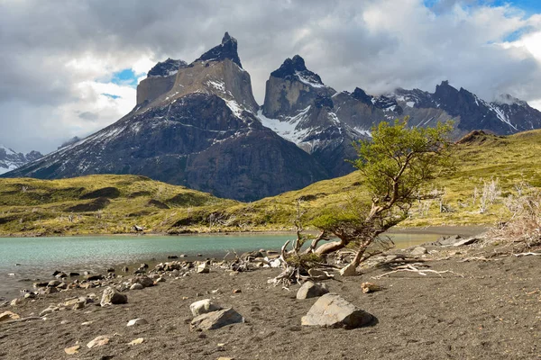 Kleiner Baum Und See Gegen Die Gipfel Des Cuernos Del — Stockfoto