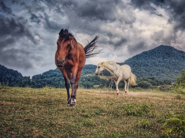 Primer Plano Caballos Marrones Blancos Colina Boscosa Bajo Cielo Nublado — Foto de Stock