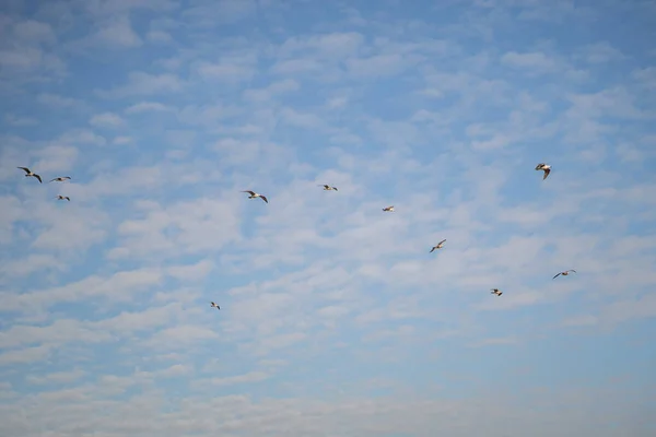Ένα Σμήνος Από Γλάρους Που Πετούν Ψηλά Ένα Συννεφιασμένο Γαλάζιο — Φωτογραφία Αρχείου