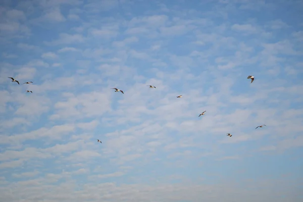 Troupeau Mouettes Planant Dans Ciel Bleu Nuageux — Photo