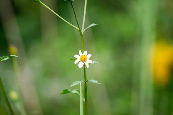 Μια Επιλεκτική Εστίαση Του Ανθισμένου Λευκού Μικρού Λουλουδιού Χαμομηλιού Στο — Φωτογραφία Αρχείου