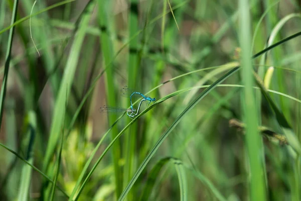 Une Vue Panoramique Deux Demoiselles Azur Qui Accouplent Sur Herbe — Photo