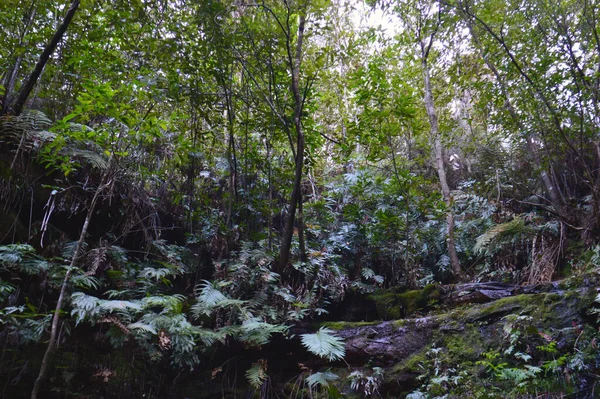 Una Vista Sul Clarinda Falls Walking Trail Faulconbridge Nelle Blue — Foto Stock