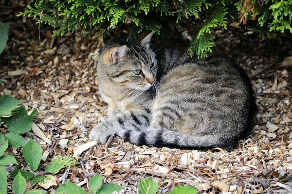 欧洲山猫是原产于瑞典的一种猫 这个词也被用来指代欧洲常见的家猫 — 图库照片