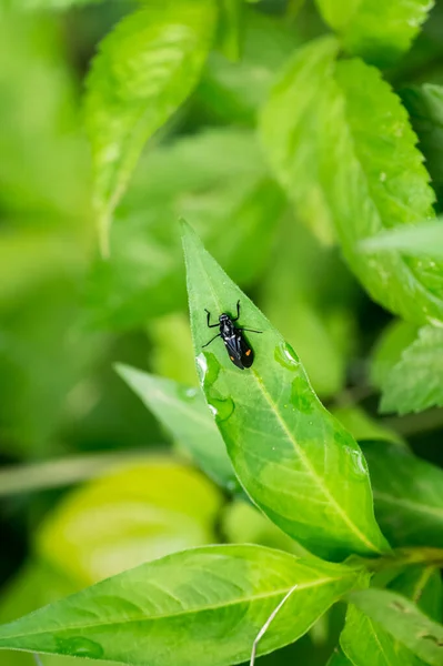 Selective Focus Black Small Beetle Green Leaf Covered Water Droplets — Stock Photo, Image