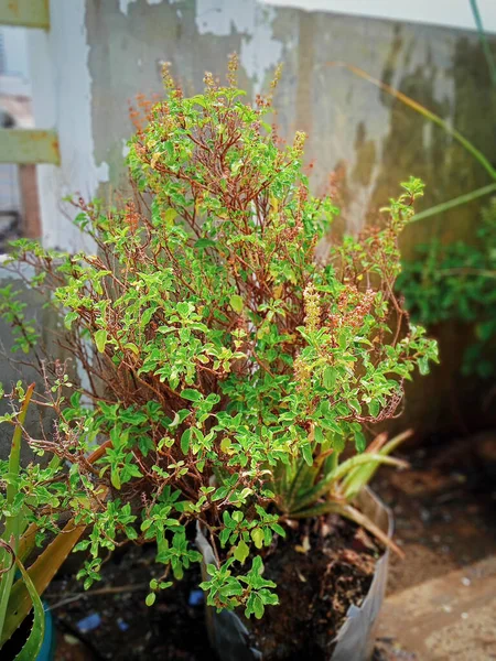 背景がぼやけている太陽の下で庭の鉢植えの聖バジルの垂直ショット — ストック写真