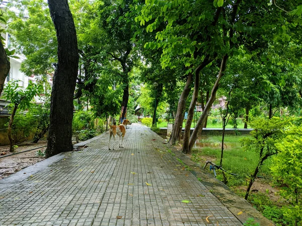 Parkta Yağmurlu Bir Yaz Günü Ağaçlarla Çevrili Islak Kaldırımda Yürüyen — Stok fotoğraf