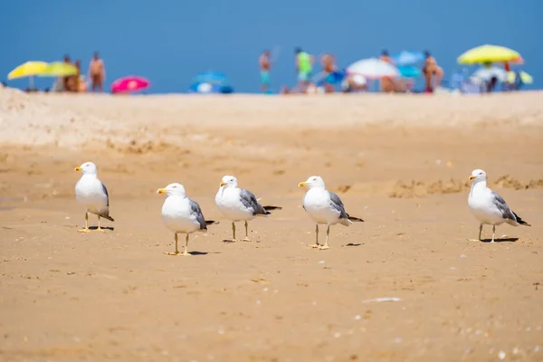 海滨沙滩上的海鸥 — 图库照片