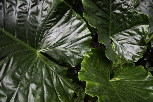 High Angle Macro Shot Fresh Green Leaves Alocasia Odora Plan — Stock Photo, Image