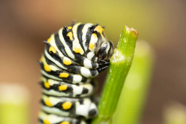 Eine Nahaufnahme Der Raupe Auf Einem Blatt Mit Unscharfem Hintergrund — Stockfoto