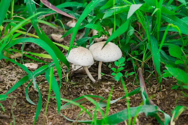 Cogumelos Selvagens Brancos Crescentes Nas Florestas — Fotografia de Stock