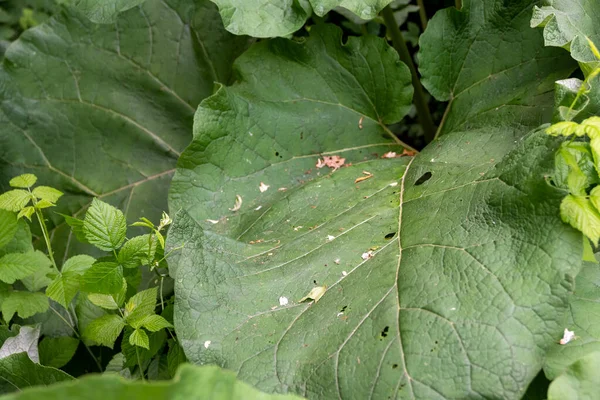 Μια Κοντινή Φωτογραφία Του Burdock Φύλλα — Φωτογραφία Αρχείου