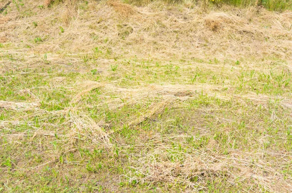 Eine Nahaufnahme Von Trockenem Gemähtem Gras — Stockfoto