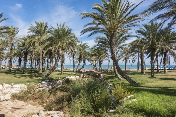 Gaj Palmowy Wzdłuż Plaży Plaży Carihuela Torremolinos Andaluzja Hiszpania Słoneczny — Zdjęcie stockowe