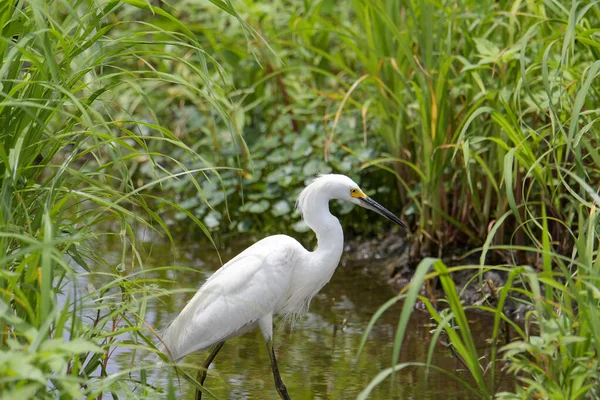 Gros Plan Une Aigrette Blanche Marchant Dans Nature — Photo