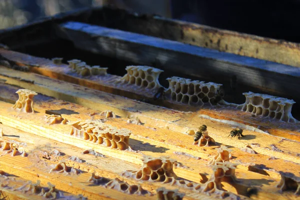 Eine Nahaufnahme Von Bienen Auf Einem Kaputten Bienenstock Unter Sonnenlicht — Stockfoto