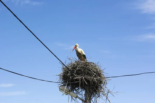 Ein Storch Steht Mit Drähten Seinem Nest Auf Dem Strommast — Stockfoto