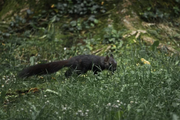 Una Pequeña Ardilla Negra Caminando Sobre Terreno Cubierto Hierba Parque — Foto de Stock