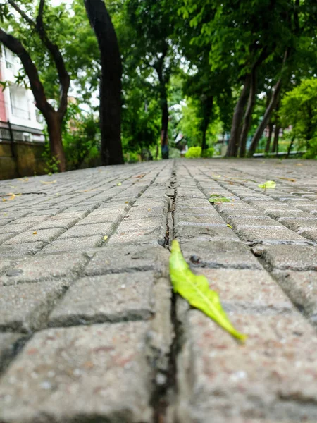 Tiro Vertical Chão Parque Com Folhas Caídas Sobre Ele Vegetação — Fotografia de Stock