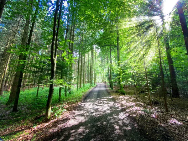Bavorská Lesní Cesta Slunečními Paprsky Míjí Stromy — Stock fotografie