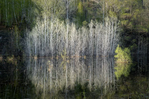 水の中の裸の木の反射と穏やかな湖 — ストック写真