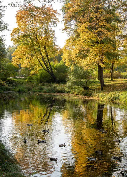Vertikální Záběr Rybník Podzimním Parku Jasný Odraz Stromů Vodě — Stock fotografie