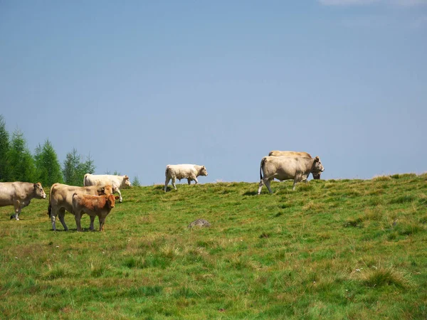 Bonita Foto Una Manada Vacas Del Centro Francia Caminando Prado — Foto de Stock