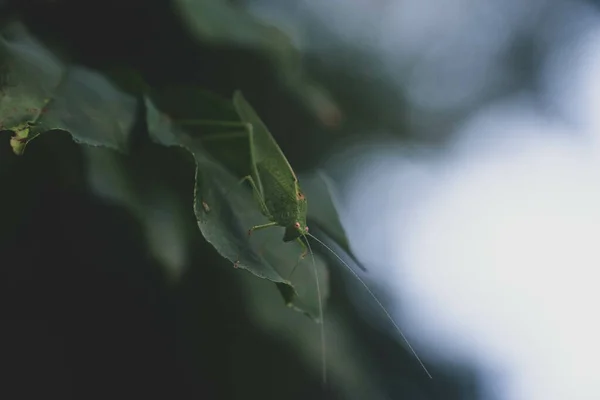 Μια Μακρο Φωτογραφία Μιας Ακρίδας Ένα Πράσινο Φύλλο Ένα Θολό — Φωτογραφία Αρχείου