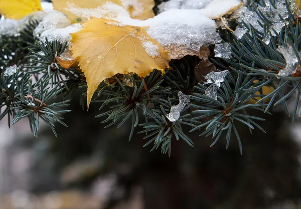 Uma Vista Arrepiante Ramos Abeto Cobertos Neve Com Folhas Bétula — Fotografia de Stock