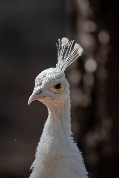 Svislé Selektivní Ostření Záběru Bílého Peafowl — Stock fotografie