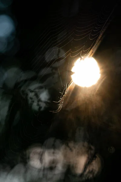 Павук Сидить Мережі Боке Фоні — стокове фото