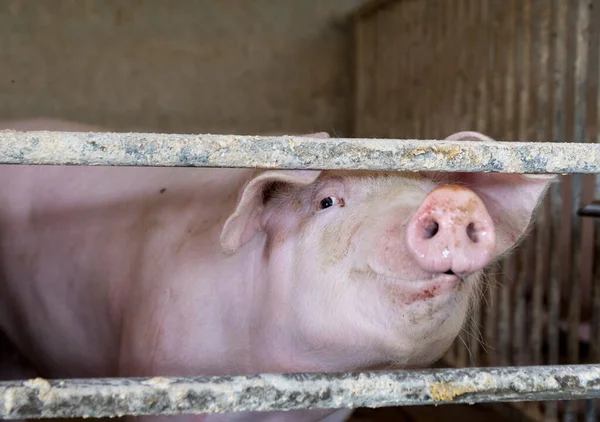 Cerdos Pocilga Listos Para Sacrificio — Foto de Stock