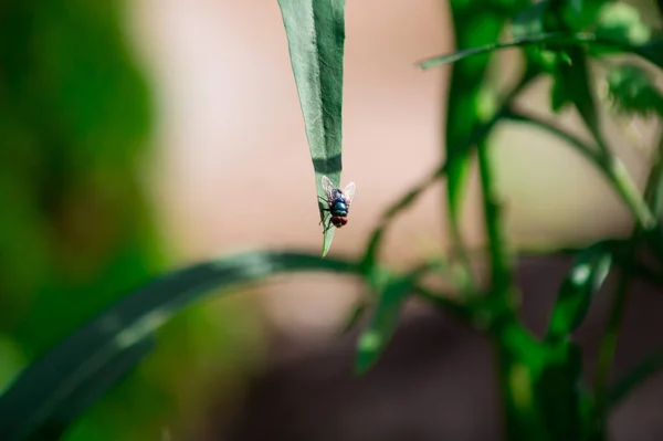 Ett Selektivt Fokus Vanlig Grön Flaska Flyga Blad Växt Mot — Stockfoto