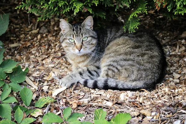 European Shorthair Una Razza Felina Originaria Della Svezia Termine Stato — Foto Stock