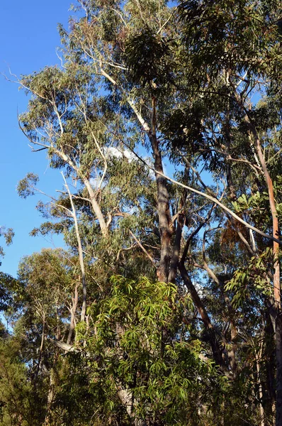Ein Blick Auf Eukalyptusbäume Wald Bei Lawson Den Blue Mountains — Stockfoto