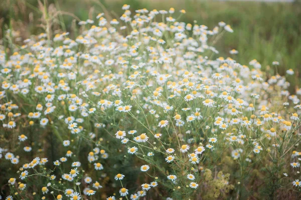 Wspaniały Widok Dzikich Kwiatów Rumianku — Zdjęcie stockowe