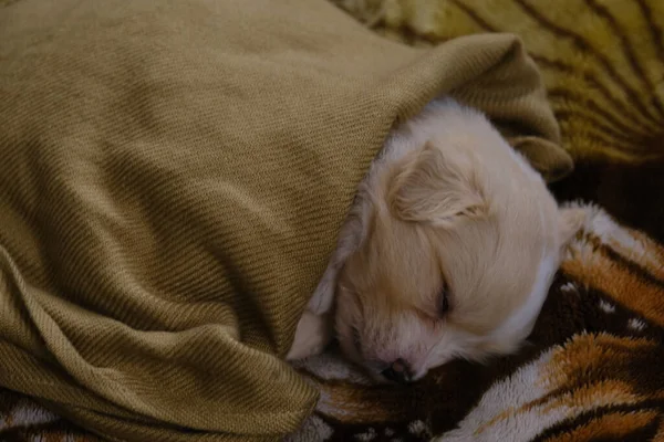 Shot Cute Puppy Dog Sleeping Covering Blanket Fluffy Surface — Stock Photo, Image