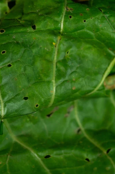 Eine Vertikale Nahaufnahme Des Grünen Pflanzenblattes — Stockfoto