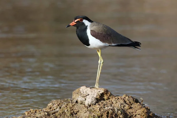 Een Close Shot Van Een Rood Wattled Kievit Neergestreken Een — Stockfoto