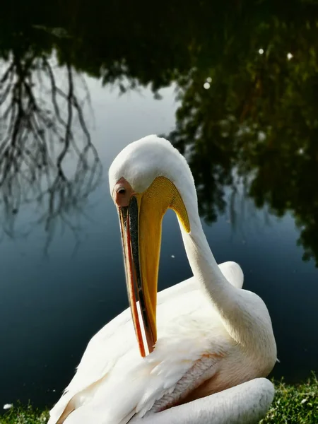 Vertical Shot White Pelican Sitting Lake Shore Twilight — Stock Photo, Image