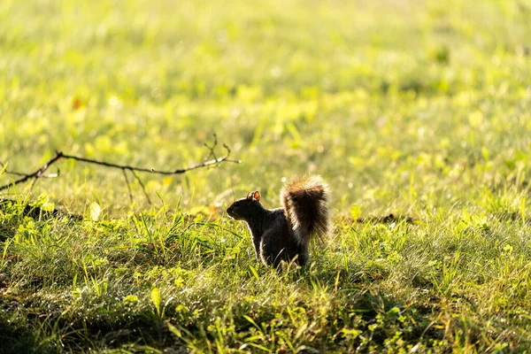 Petit Écureuil Dans Herbe Avec Fond Flou — Photo