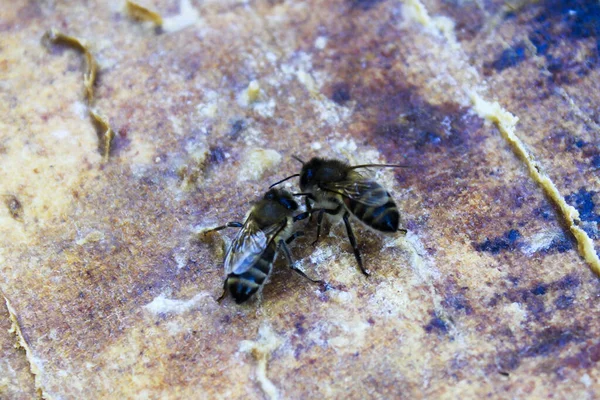 太陽の光の下で壊れた蜂の巣の上で蜂のクローズアップショット — ストック写真