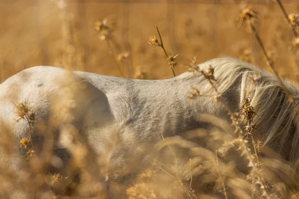 Closeup Back White Horse Grazing Field — Stock Photo, Image