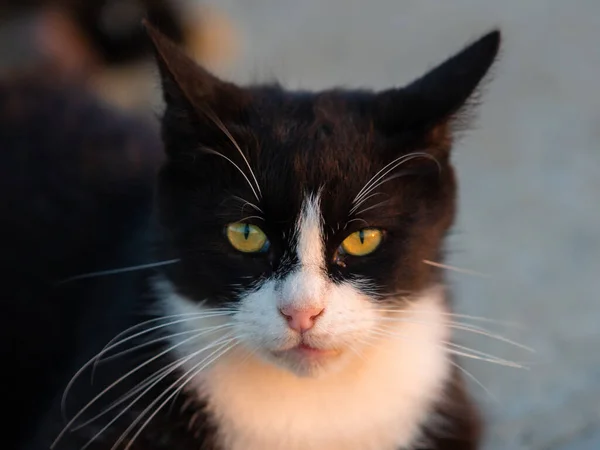 Siyah Beyaz Bir Kedinin Portresini Yakından Çekiyoruz — Stok fotoğraf
