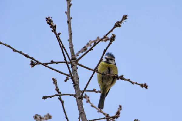 Low Angle Shot Eurasian Blue Tit Perched Bare Tree Branch — Stockfoto
