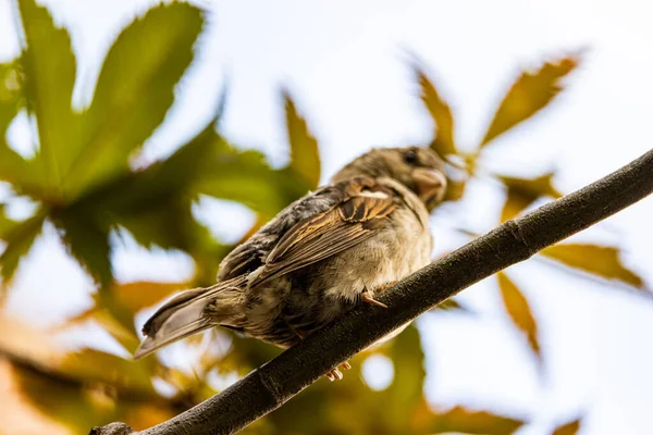 Eine Selektive Fokusaufnahme Eines Sperlings Der Auf Einem Ast Sitzt — Stockfoto