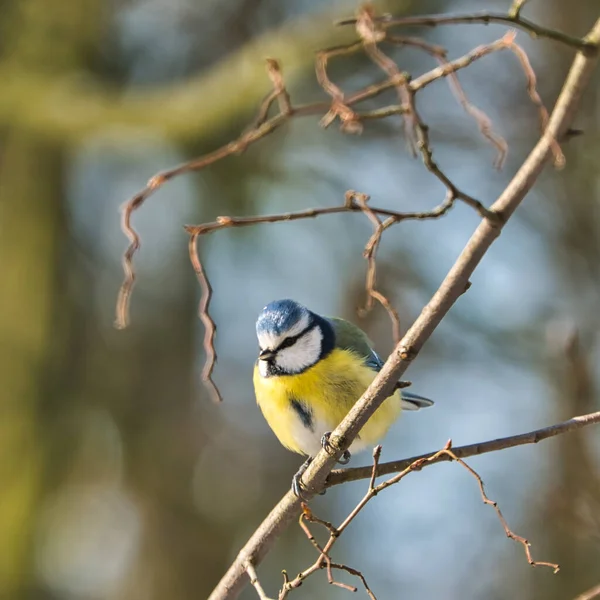 One Blue Tit Tree Winter Cold Sunny Day People — Stok fotoğraf